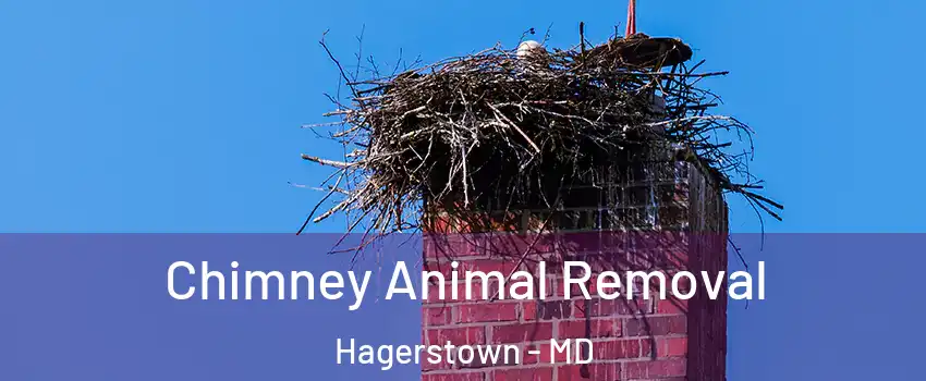Chimney Animal Removal Hagerstown - MD