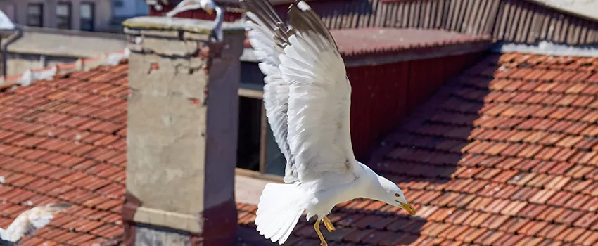 Residential Chimney Animal Removal Solution in Hagerstown, MD